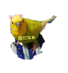 インコちゃん2弾（個別スタンプ：13）