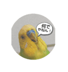 インコちゃん2弾（個別スタンプ：14）
