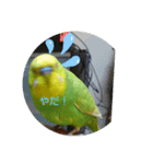 インコちゃん2弾（個別スタンプ：16）