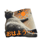 ぴっころのスタンプ2（個別スタンプ：3）
