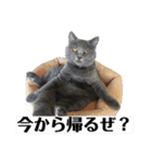 ぴっころのスタンプ2（個別スタンプ：4）