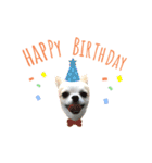 Chihuahua Cocoro_2（個別スタンプ：1）