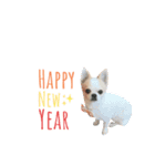 Chihuahua Cocoro_2（個別スタンプ：2）
