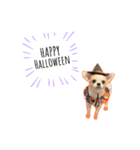 Chihuahua Cocoro_2（個別スタンプ：3）
