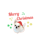 Chihuahua Cocoro_2（個別スタンプ：4）