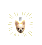 Chihuahua Cocoro_2（個別スタンプ：5）