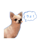 Chihuahua Cocoro_2（個別スタンプ：6）