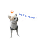 Chihuahua Cocoro_2（個別スタンプ：8）