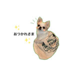 Chihuahua Cocoro_2（個別スタンプ：9）