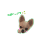 Chihuahua Cocoro_2（個別スタンプ：10）