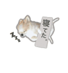 Chihuahua Cocoro_2（個別スタンプ：11）