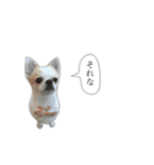 Chihuahua Cocoro_2（個別スタンプ：12）
