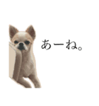 Chihuahua Cocoro_2（個別スタンプ：13）