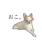 Chihuahua Cocoro_2（個別スタンプ：14）