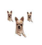 Chihuahua Cocoro_2（個別スタンプ：16）