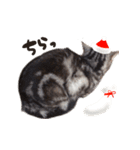 全ての猫好きにおくるお正月＆クリスマス（個別スタンプ：26）