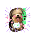 うちの保護っ子♡（個別スタンプ：1）
