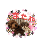 うちの保護っ子♡（個別スタンプ：4）