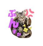 うちの保護っ子♡（個別スタンプ：15）