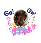 うちの保護っ子♡（個別スタンプ：16）