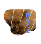 ぽぬたん3（個別スタンプ：2）