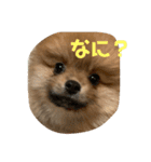 ぽぬたん3（個別スタンプ：3）