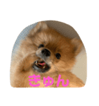 ぽぬたん3（個別スタンプ：9）