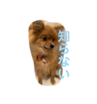 ぽぬたん3（個別スタンプ：12）