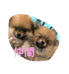 ぽぬたん3（個別スタンプ：15）