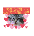 子猫のシフォン様スタンプその①〜日常編〜（個別スタンプ：1）