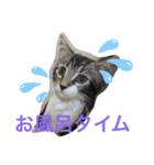 子猫のシフォン様スタンプその①〜日常編〜（個別スタンプ：3）