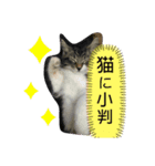 子猫のシフォン様スタンプその①〜日常編〜（個別スタンプ：4）