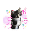 子猫のシフォン様スタンプその①〜日常編〜（個別スタンプ：5）