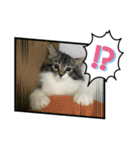 子猫のシフォン様スタンプその①〜日常編〜（個別スタンプ：8）