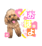 トイプードルのアルちゃん(最強にちいさい)（個別スタンプ：2）