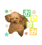 トイプードルのアルちゃん(最強にちいさい)（個別スタンプ：3）