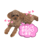 トイプードルのアルちゃん(最強にちいさい)（個別スタンプ：4）