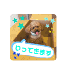 トイプードルのアルちゃん(最強にちいさい)（個別スタンプ：5）