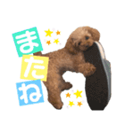 トイプードルのアルちゃん(最強にちいさい)（個別スタンプ：6）