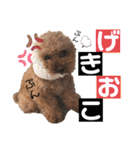 トイプードルのアルちゃん(最強にちいさい)（個別スタンプ：7）