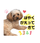トイプードルのアルちゃん(最強にちいさい)（個別スタンプ：10）