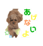 トイプードルのアルちゃん(最強にちいさい)（個別スタンプ：12）