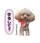 トイプードルのアルちゃん(最強にちいさい)（個別スタンプ：15）