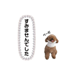 トイプードルのアルちゃん(最強にちいさい)（個別スタンプ：20）
