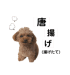 トイプードルのアルちゃん(最強にちいさい)（個別スタンプ：21）
