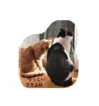 ねこたんねこまんオリジナルスタンプ第8段（個別スタンプ：2）