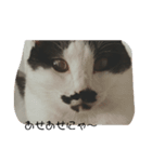 ねこたんねこまんオリジナルスタンプ第8段（個別スタンプ：3）