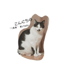 ねこたんねこまんオリジナルスタンプ第8段（個別スタンプ：6）