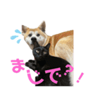 秋田犬くりと4ニャンズの日常スタンプ（個別スタンプ：1）