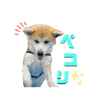 秋田犬くりと4ニャンズの日常スタンプ（個別スタンプ：2）